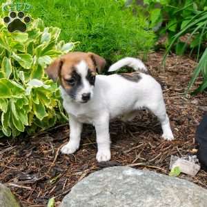 Pearl, Jack-A-Ranian Puppy